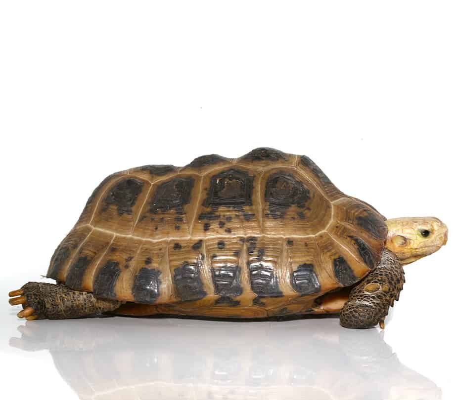 juvenile elongated tortoise for sale juvenile elongated tortoise for sale