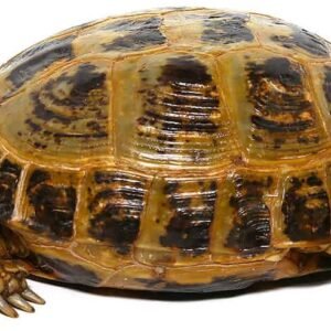 jumbo russian tortoise for sale