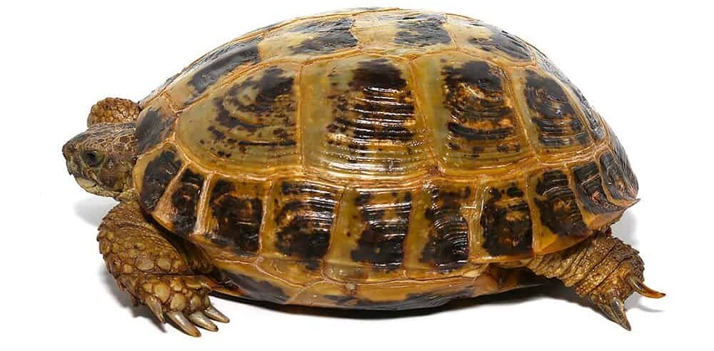 jumbo russian tortoise for sale jumbo russian tortoise for sale