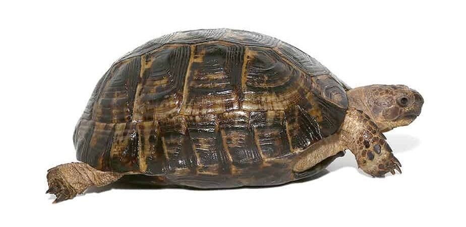 lebanese greek tortoise for sale lebanese greek tortoise for sale