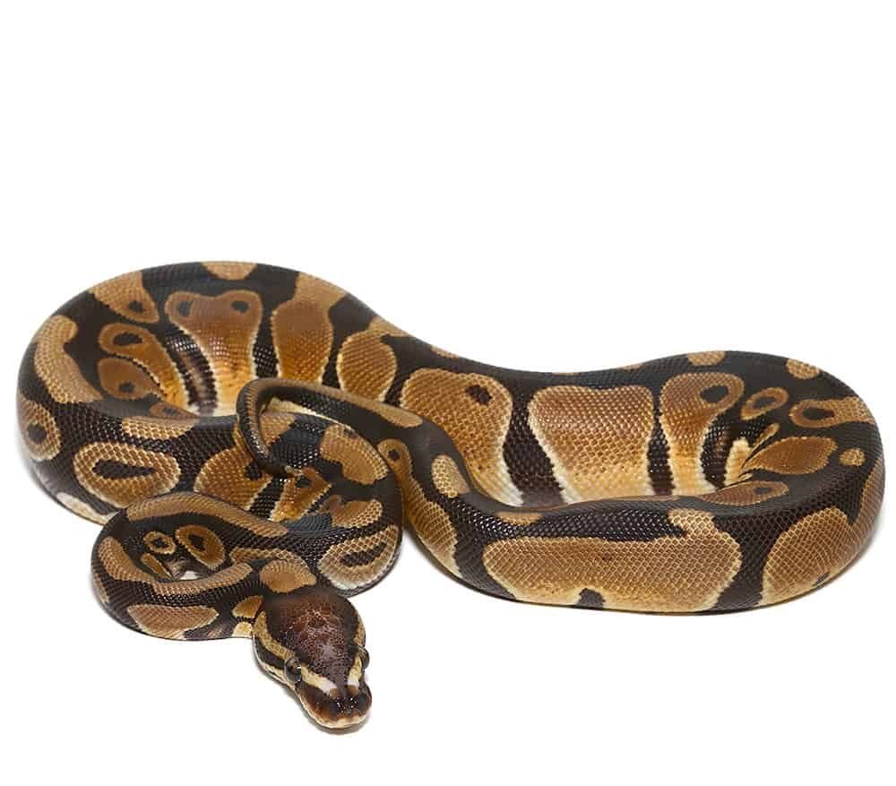 microscale het clown ball python for sale microscale het clown ball python for sale
