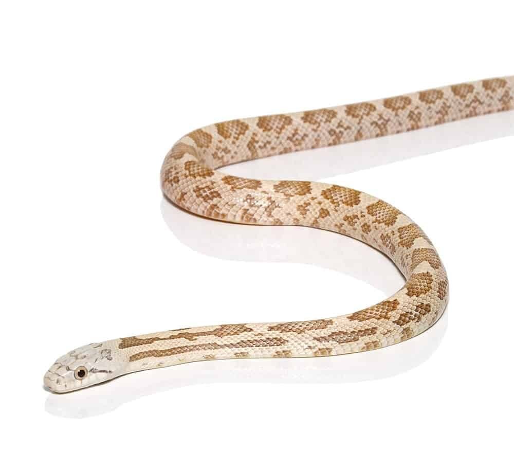 moonshine ratsnake for sale moonshine ratsnake for sale