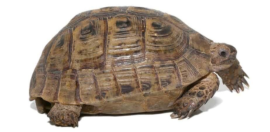 moroccan greek tortoise for sale moroccan greek tortoise for sale