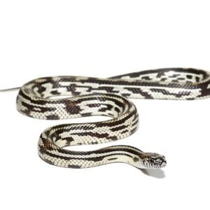 c.b. male mosaic jungle cornsnake for sale