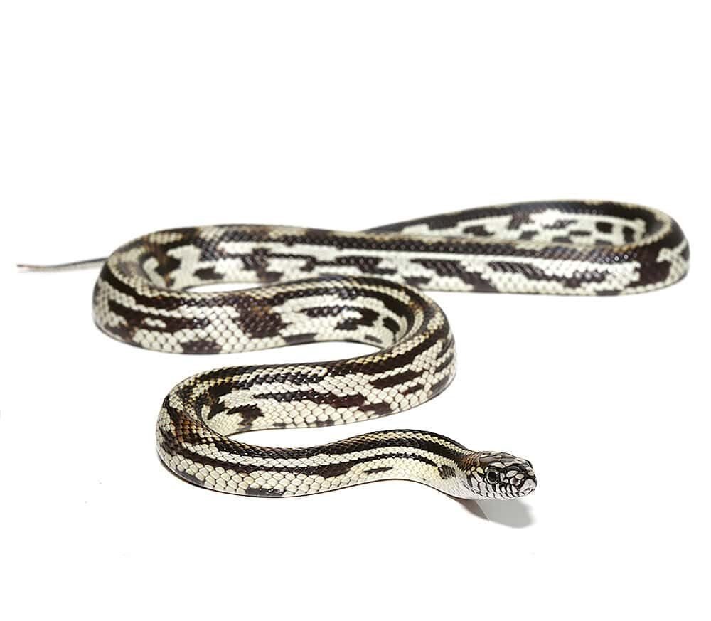 c.b. male mosaic jungle cornsnake for sale