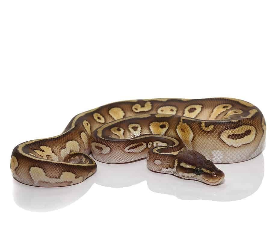 lesser het lavender albino ball python for sale lesser het lavender albino ball python for sale