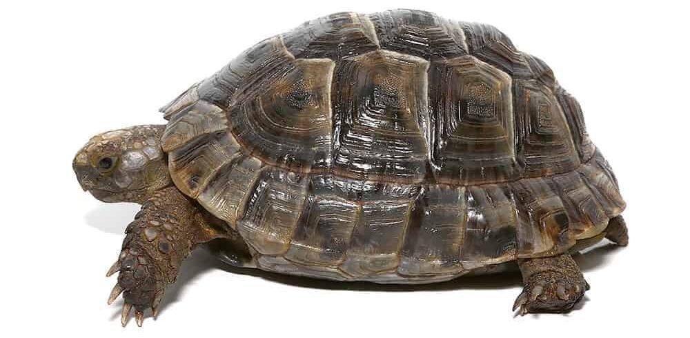 large lebanese greek tortoise for sale large lebanese greek tortoise for sale