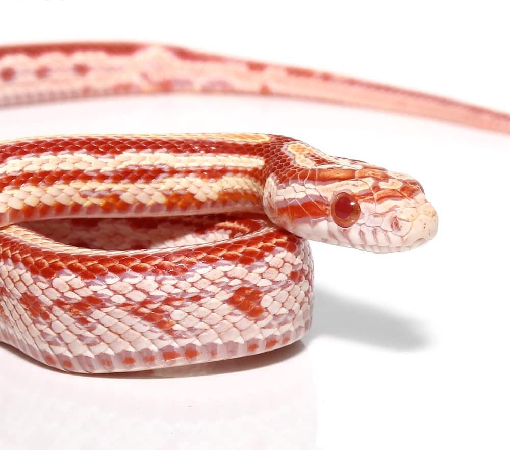 baby okeetee tessera amel cornsnake for sale baby okeetee tessera amel cornsnake for sale