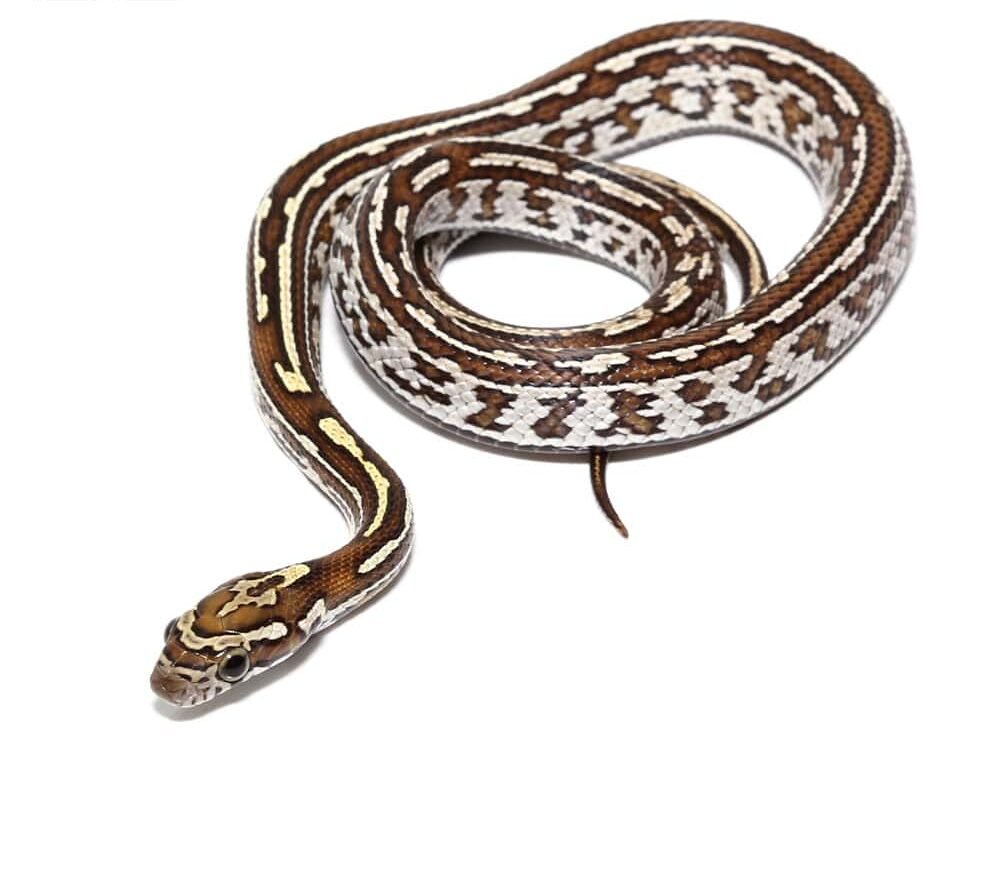 baby okeetee tessera caramel cornsnake for sale baby okeetee tessera caramel cornsnake for sale