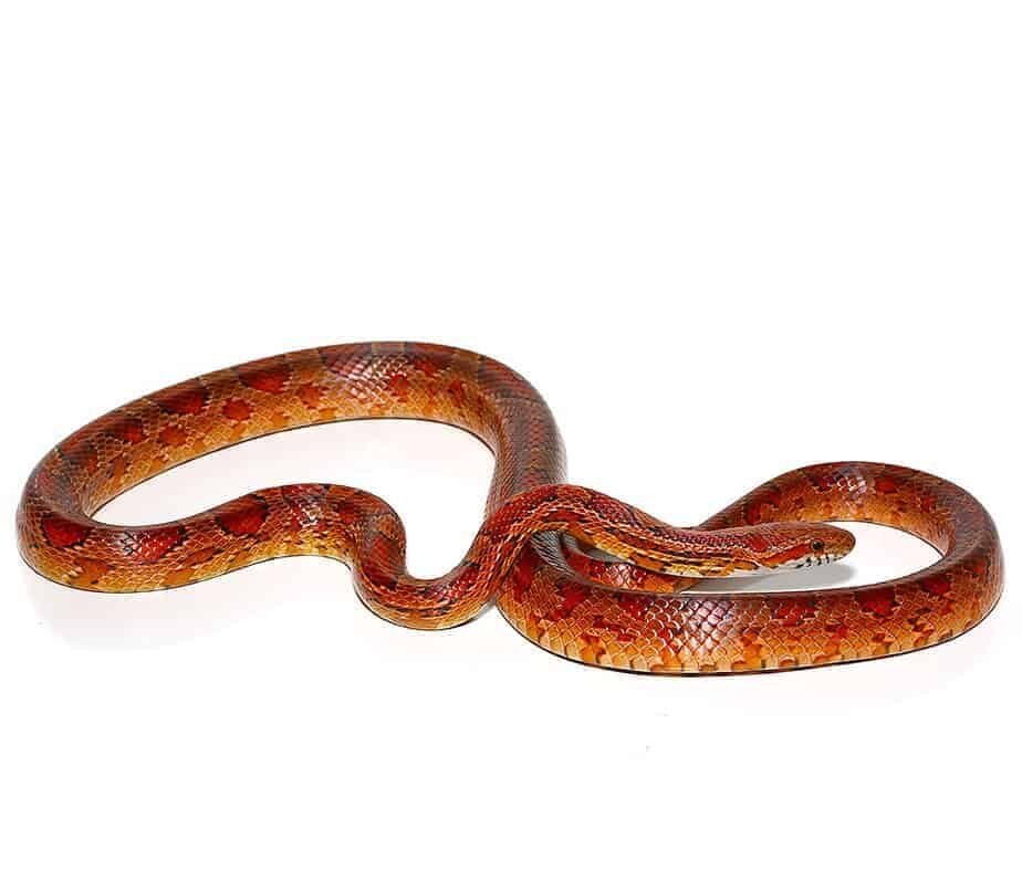 red ratsnake for sale red ratsnake for sale