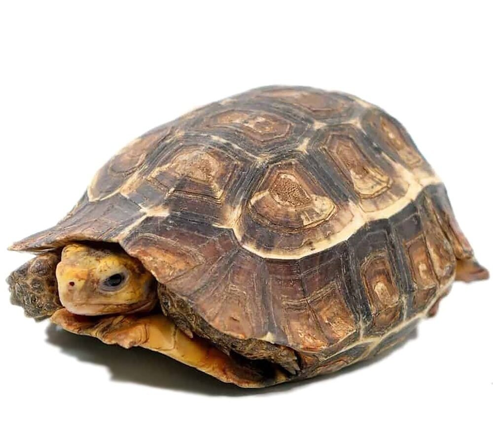 serrated hingeback tortoise for sale serrated hingeback tortoise for sale