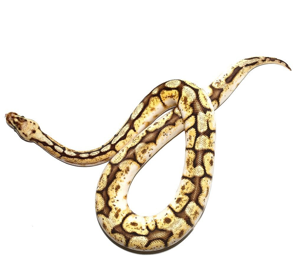queenbee ball python for sale queenbee ball python for sale