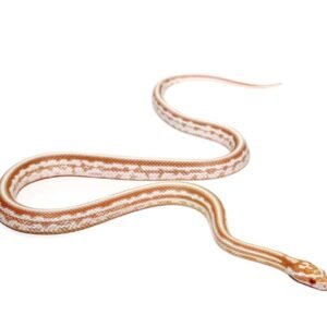 baby tessera okeetee butter cornsnake for sale