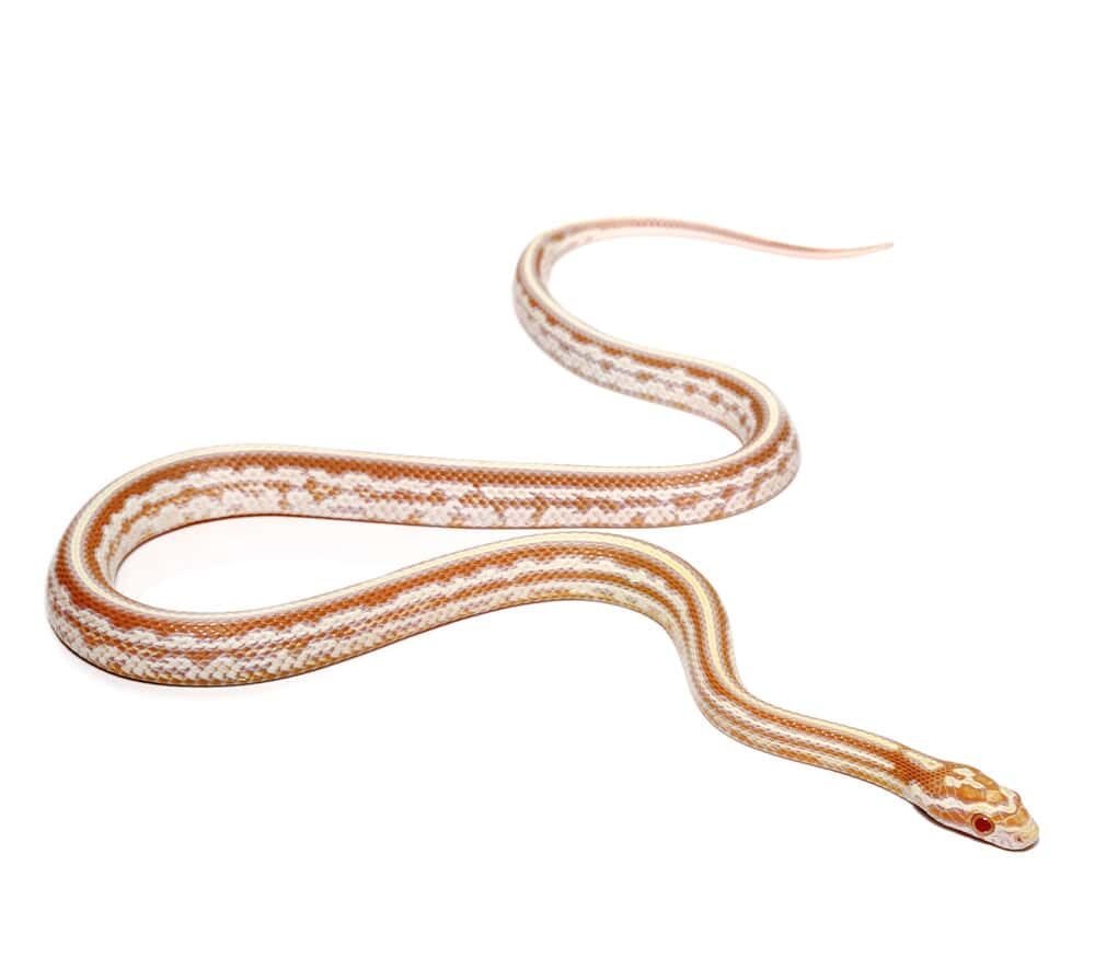 baby tessera okeetee butter cornsnake for sale baby tessera okeetee butter cornsnake for sale
