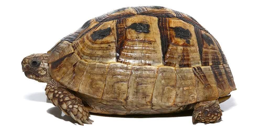yearling greek tortoise for sale yearling greek tortoise for sale