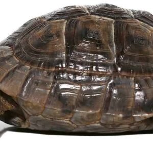 yearling lebanese greek tortoise for sale