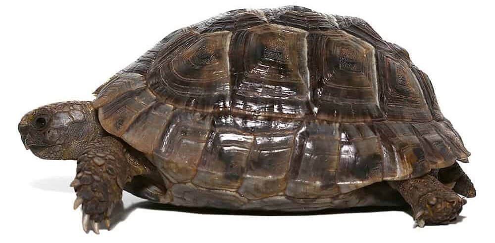 yearling lebanese greek tortoise for sale yearling lebanese greek tortoise for sale