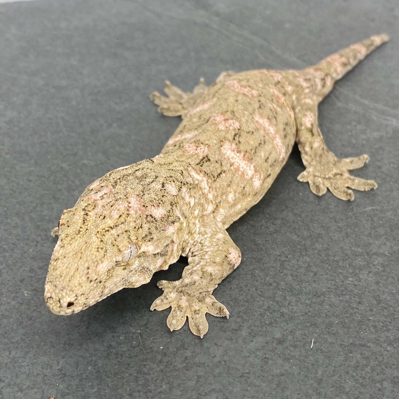 high pink nu ana leachianus gecko for sale high pink nu ana leachianus gecko for sale