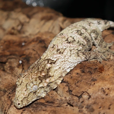 gtx x nu ami leachianus gecko for sale gtx x nu ami leachianus gecko for sale