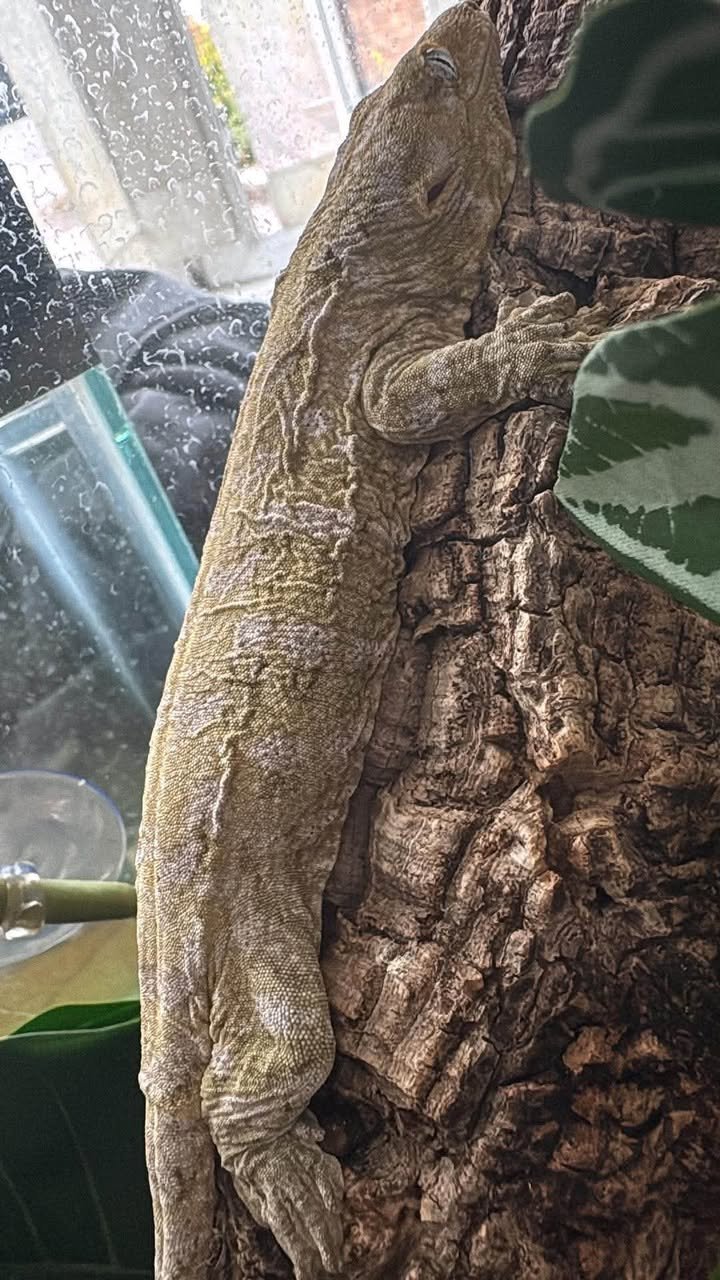 mt khogis (dark morph) leachianus gecko for sale mt khogis (dark morph) leachianus gecko for sale