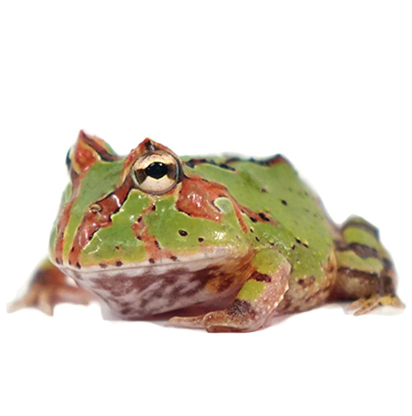 Fantasy Pacman Frog for Sale fantasy pacman frog for sale