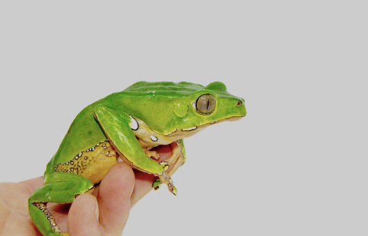 Giant Waxy Monkey Tree Frog for Sale giant waxy monkey tree frog for sale