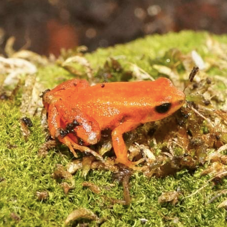 Golden Mantella For Sale golden mantella for sale