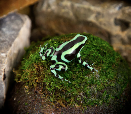 Green And Black Auratus Dart Frog For Sale green and black auratus dart frog for sale