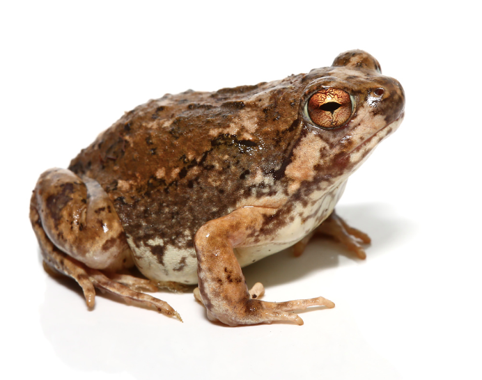 madagascar brown rain frog