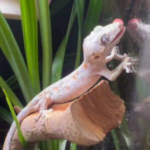 Home orange reticulated gargoyle gecko for sale