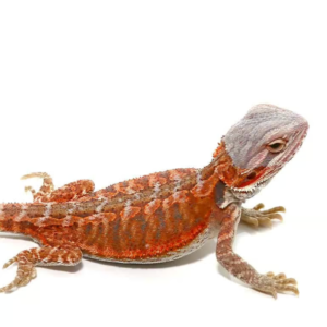 Home hypo flame bearded dragon for sale