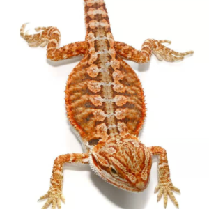 Home lava flame bearded dragon for sale