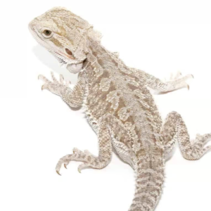 Home eastern bearded dragon hybrid for sale
