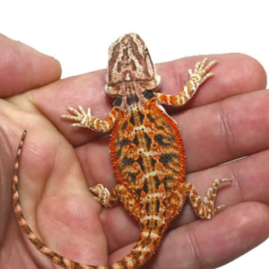 Home twin flame bearded dragon for sale