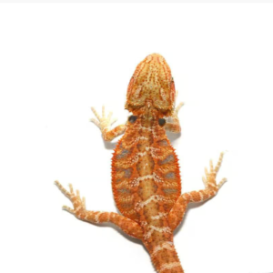 Home flaming hot blue bar bearded dragon for sale