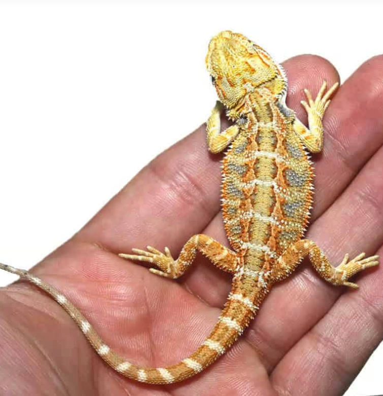 lemon drop blue bar bearded dragon for sale lemon drop blue bar bearded dragon for sale