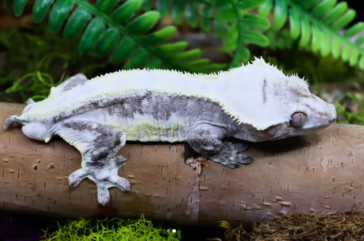 axanthic lilly white crested gecko for sale axanthic lilly white crested gecko for sale