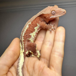 Home red lilly white crested gecko for sale