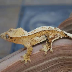 Home quad stripe crested gecko for sale