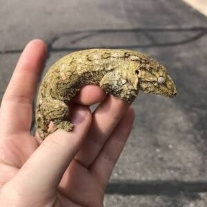 Home neon snow x gtx leachianus gecko for sale