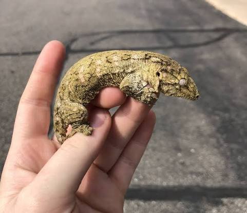 neon snow x gtx leachianus gecko for sale neon snow x gtx leachianus gecko for sale