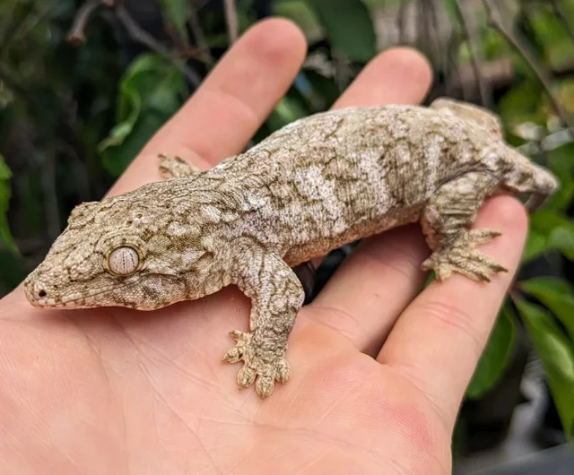 nu ana x nu ami leachianus gecko for sale nu ana x nu ami leachianus gecko for sale