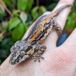 Home oreo striped gargoyle gecko for sale