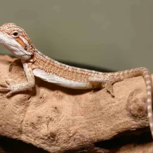 Home ginger striped bearded dragon for sale