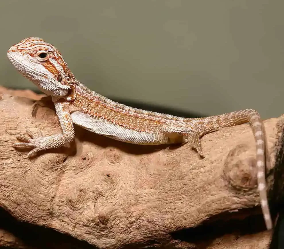 ginger striped bearded dragon for sale ginger striped bearded dragon for sale