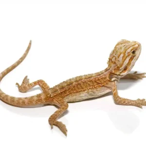 Home hypo inferno striped bearded dragon for sale