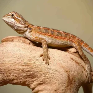 Home toasted chestnut bearded dragon for sale